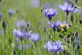 Just Seed British Wild Flower Cornflower Centaurea Cyanus 10g By Just Seed Http Www Amazon Co Uk Dp B0 British Wild Flowers Wild Flowers Trees To Plant