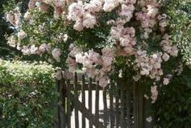 Rose bushes need much care to reach their full potential, which includes making sure that they're properly fertilized, protected from disease, and protected from insects. Pin On Garden