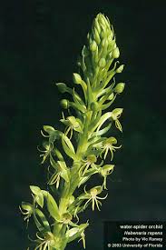 Image result for Habenaria arenaria