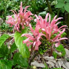 Image result for Justicia phyllostachys