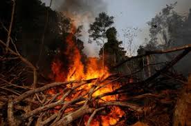 Is it illegal to burn money uk. Money To Burn How Iconic Banks And Investors Fund Destruction Of Rainforests Global Witness