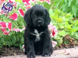 Black And White Spaniel Mix Puppy Finder Find Buy A Dog Today By Using Our Petfinder Cocker Spaniel Mix Black Cocker Spaniel Cocker Spaniel