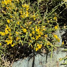 Image result for Genista