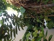 Image result for Pentadiplandra brazzeana