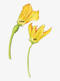 Image result for male flowers cucumber