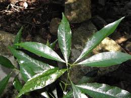 Image result for Pavetta gerstneri