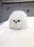 Teacup Fluffy Small White Dog