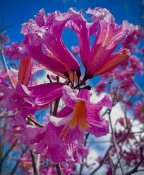 Image result for Handroanthus impetiginosus