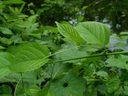 Image result for Gouania