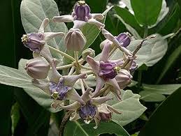 Image result for Calotropis gigantea