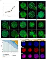 They need these hormones to respond well to their environment and to plant biologists recognize five major groups of plant hormones: A Unicellular Relative Of Animals Generates A Layer Of Polarized Cells By Actomyosin Dependent Cellularization Elife