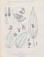 Image result for Heterotis decumbens