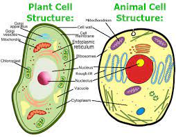 Mitochondria are found in both animal and plant cells. Quia Flash Card Review Cell Theory Cell Structures And Microscope