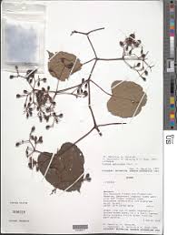 Image result for Cissus petiolata