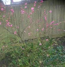 Image result for mandloň trojlaločná