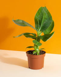 Image result for Musa Cavendish