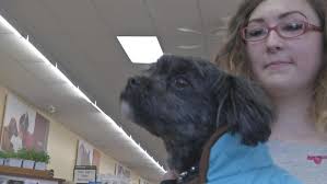 The business of playing "dress up" with your pets