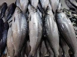 Food conversion rato rendah akarena makan pakan alami di tambak. Baik Untuk Kesehatan Ini Dia 10 Jenis Ikan Laut Yang Bisa Dimakan Semua Halaman Bobo