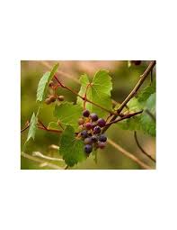 Image result for Vitis sp.