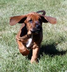 Baby redbone coonhound for sale. Redbone Coonhound Info Temperament Training Puppies Pictures