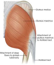 •medial thigh muscles•adductor longus muscle•adductor magnus muscle•adductor. Lower Limb Clinical Gate