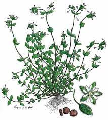 It's therapeutic, they say, and i see their point. The 10 Worst Garden Weeds Organic Gardening Mother Earth News