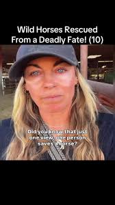 Wild Horses Helping Lost Horses Florida