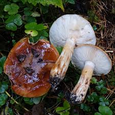 Image result for Pycnoporellus alboluteus