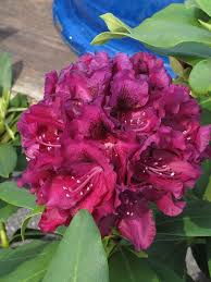 Rhododendrons Beautiful Flowers Rhododendron Garden Trees