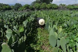 This lush, exotic juice is not only gorgeous, it's also delicious and nutritious!thumbs up. Mexico S Prickly Pear Cactus Energy Source Of The Future