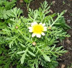 Edible Chrysanthemum Chrysanthemum Coronarium Chrysanthemum Plant Chrysanthemum Coronarium Edible Wild Plants