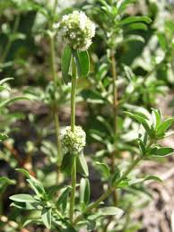 Image result for Spermacoce verticillata