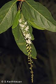 Image result for Citharexylum