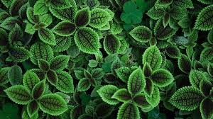 Image result for Coleus