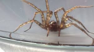 A black spider about 1 inch with a large sack on its back. Spiders Of Pennsylvania Pennlive Com