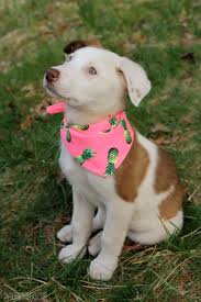 Free Dog Bandana From A T Shirt Sewing With Scraps The spoonflower greenhouse is a classroom and community space located at spoonflower's headquarters in durham, north carolina. dog bandana from a t shirt sewing