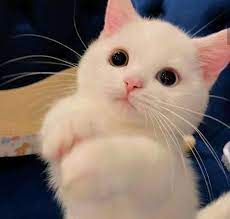 Cat Breeds Cheap Kittens For Kitten For Sale Near Me Facebook