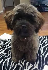 Shih Tzu Dog Black And Brown Close Up Front View A Brown With Black Shih Poo Puppy Is Sitting On A Zebra Striped Blanket The Puppy Is Looking Forward Shih Poo Shih Tzu Shih Poo Puppies