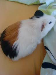 Wann merkt man eigentlich, ob man schwanger ist? Woran Erkennt Man Das Ein Meerschweinchen Schwanger Ist Tiere