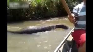 Ils capturent le plus gros serpent du monde : Bresil Ils Croisent Le Plus Gros Serpent Du Monde
