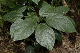 Image result for Clerodendrum melanocrater
