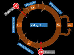 Die interphase des zellzyklus kann in drei aufeinanderfolgende phasen unterteilt werden: Lomustin Altmeyers Encyclopedia Department Internal Medicine