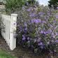 Plant This, Not That! Alternatives to Common Invasive Plants