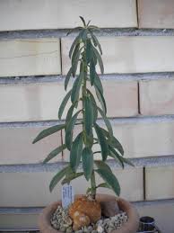 Image result for Monadenium pseudoracemosum