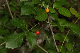 Image result for Allophylus chaunostachys × rubifolius