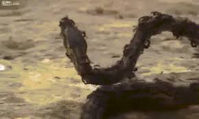 Kết quả hình ảnh cho KIẾN