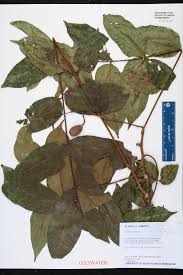 Image result for Cedrela