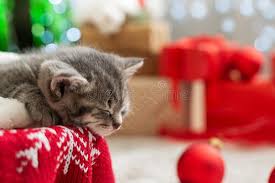 This cute little kitteh loves to play in the christmas tree. 17 141 Christmas Kitten Photos Free Royalty Free Stock Photos From Dreamstime