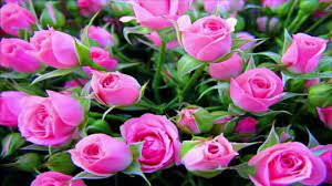 Here is the list of some popular flowers in around the world. 15 Most Beautiful Flowers In The World Youtube