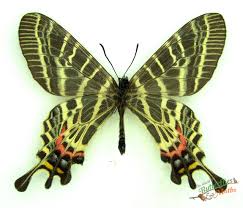 Image result for Magnistipula butayei